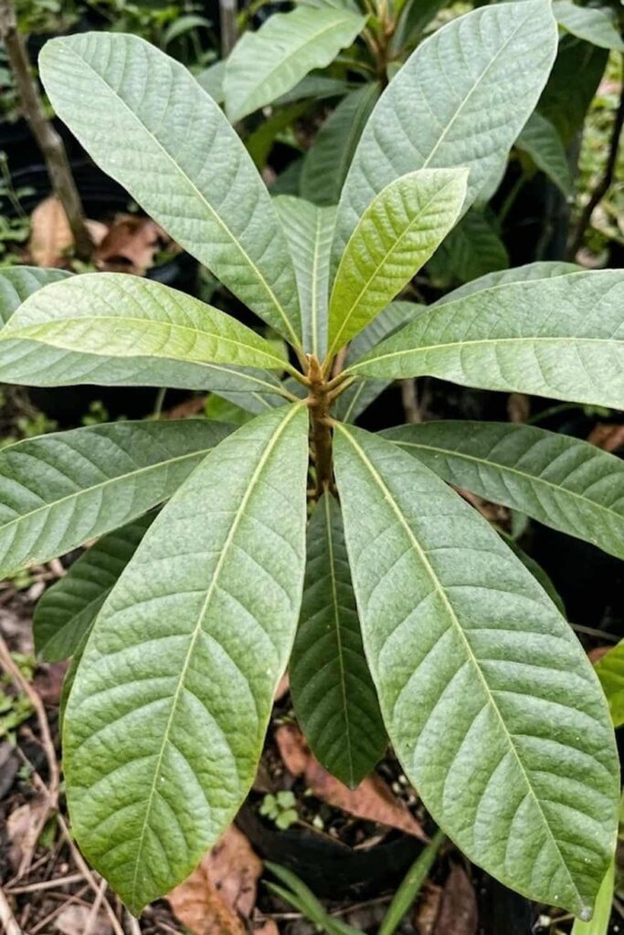 Selection Criteria for Mamey Sapote Cultivars