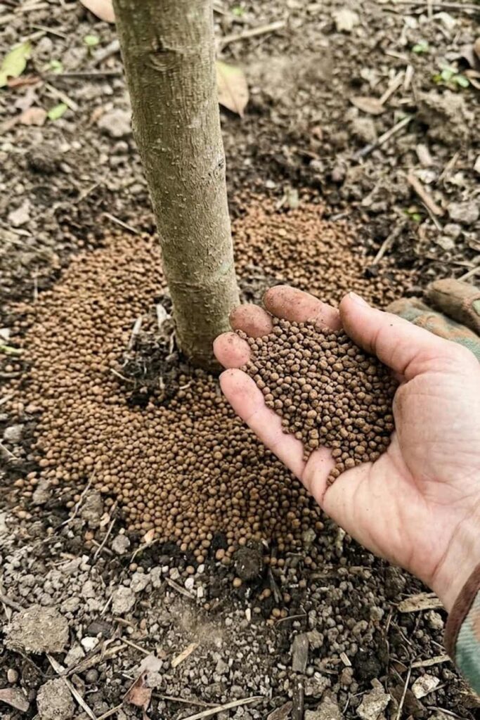 Fertilizing for Nutrient-Dense Growth