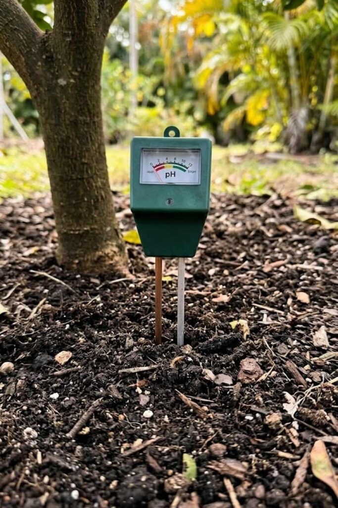 Managing Soil pH for Nutrient Uptake