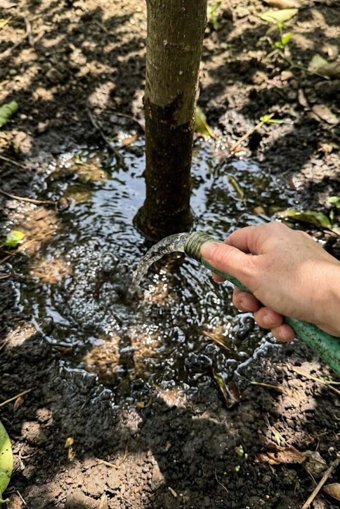 Implement Regular Irrigation for Young Saplings