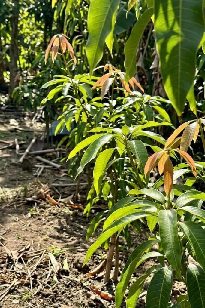 Sunlight and Light Exposure for Maximum Growth