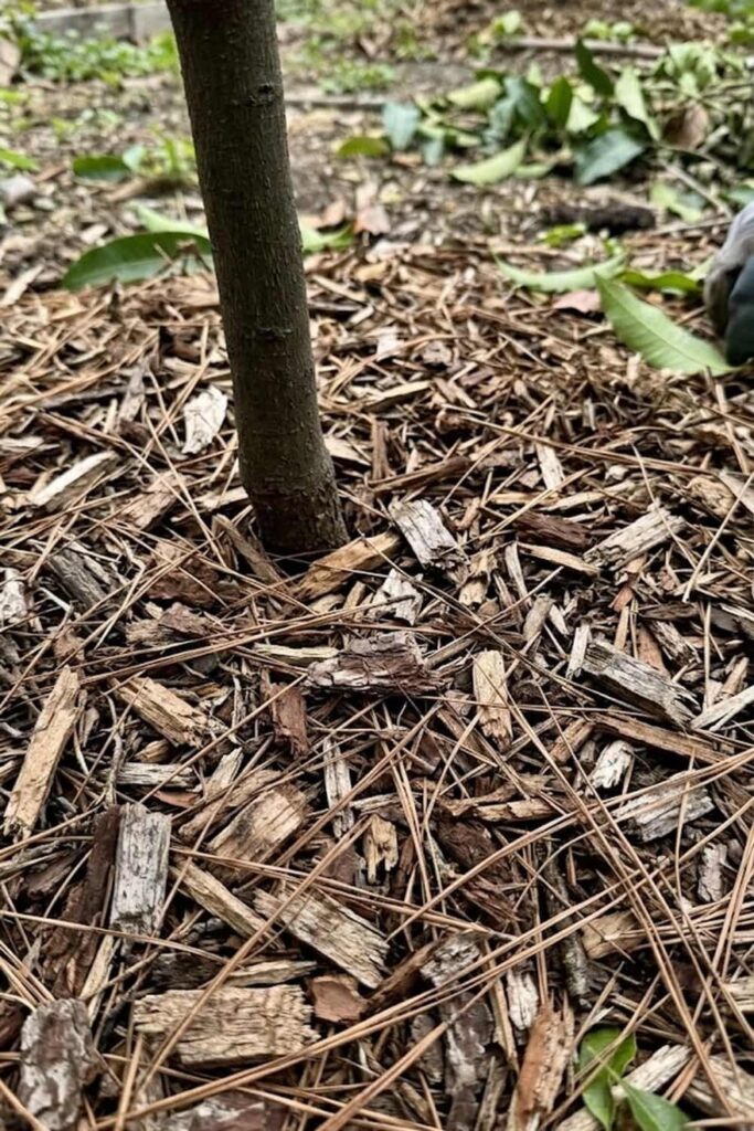 Mulching to Maintain Soil Humidity and Health