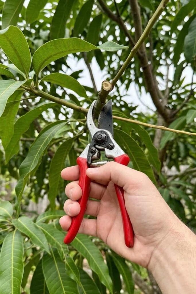 Pruning for a Stronger Tree Canopy