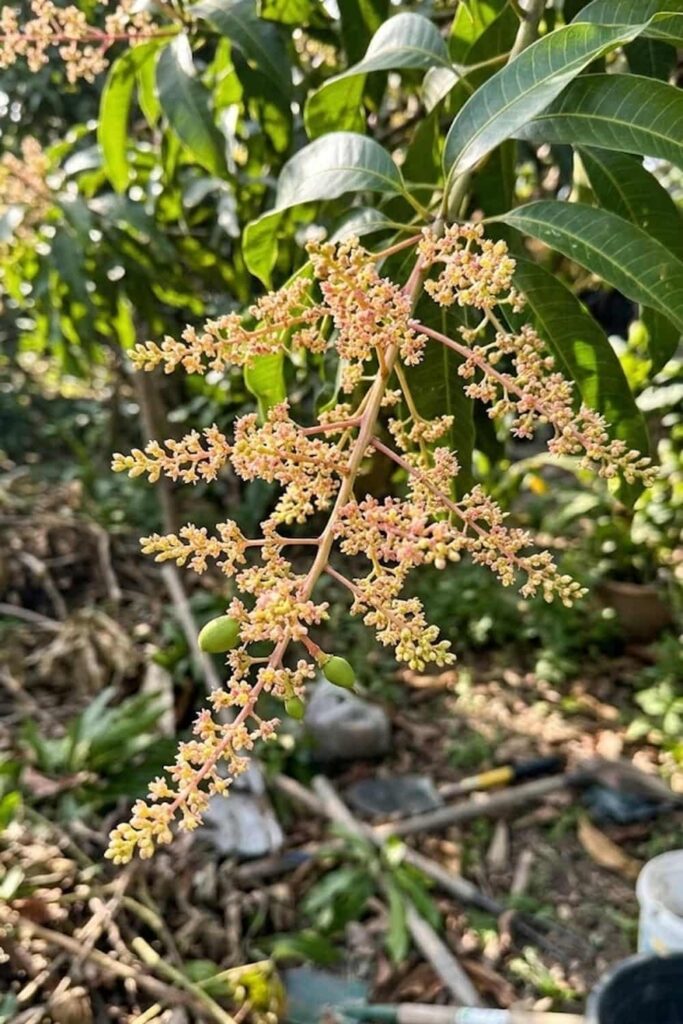 Handling the Flowering and Fruit Set Phase