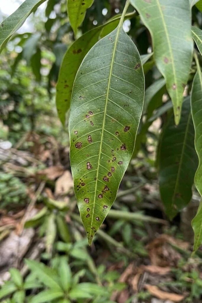 Disease Control and Prevention of Anthracnose