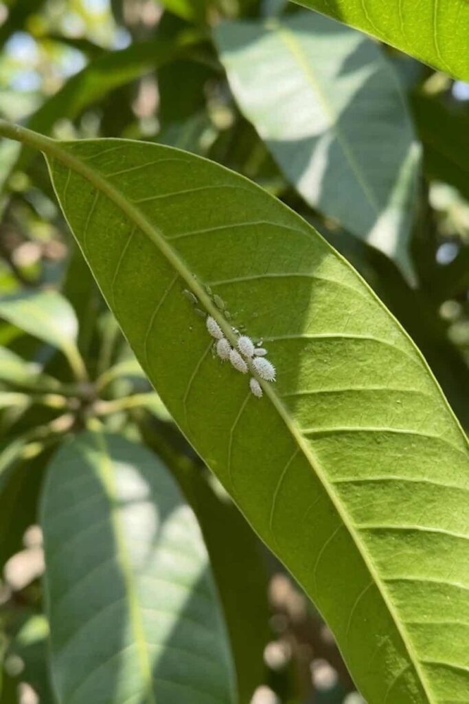 Pest Control: Managing Aphids and Mealybugs