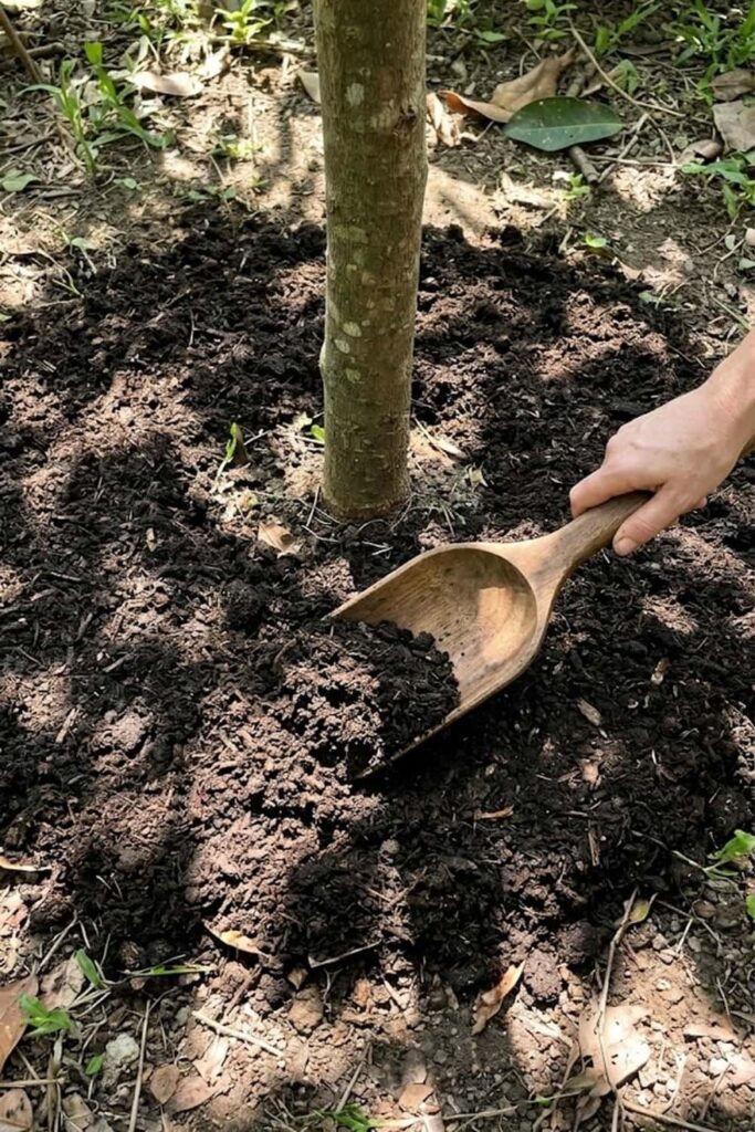 Apply Organic Manure to Boost Fruit Quality