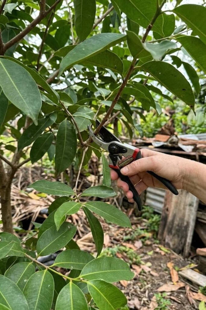 Prune Early for a Balanced Tree Framework