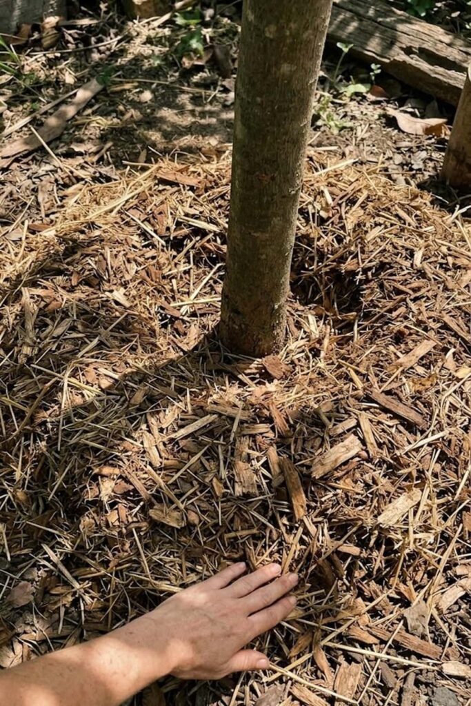 Maintain a Clear Mulch Ring for Weed Control