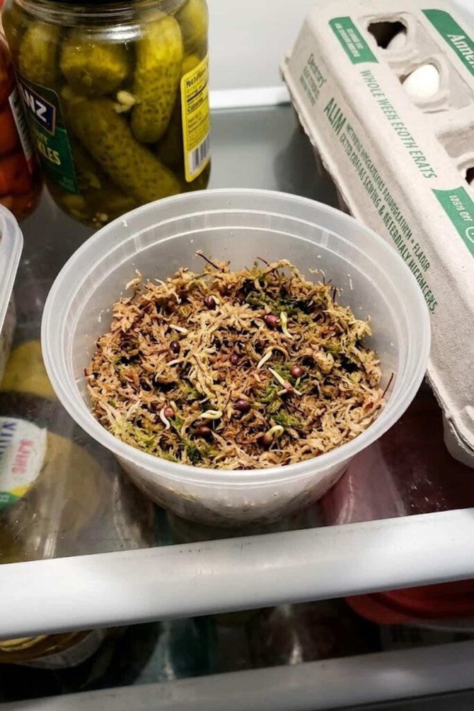 Cold Stratification: The Secret to Seed Care