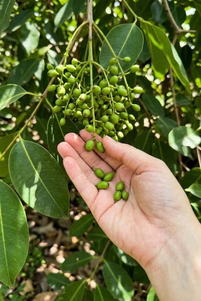 Understand the Flowering Cycle for Harvest Planning