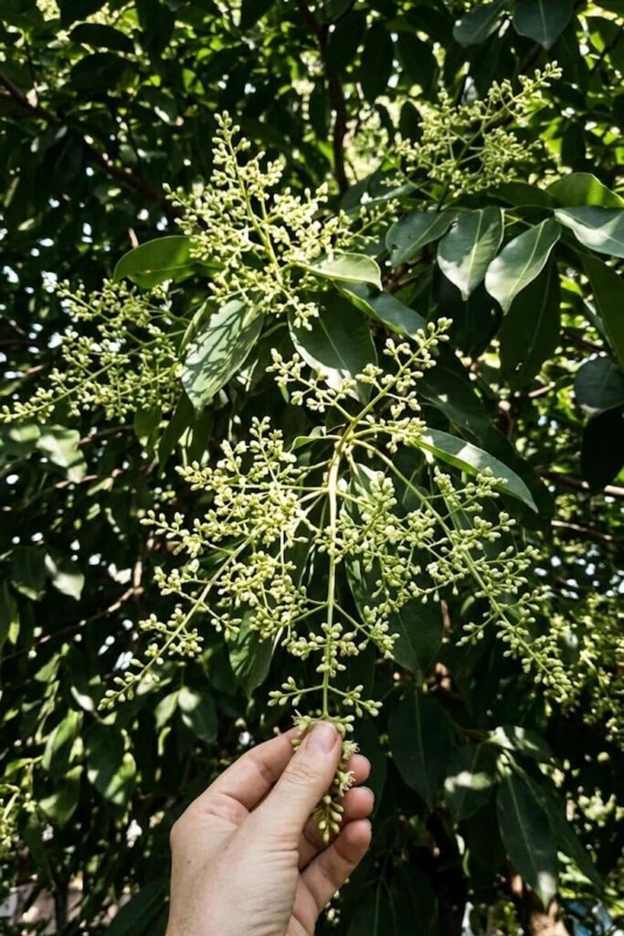 Thin Your Fruit for Larger, Sweeter Berries
