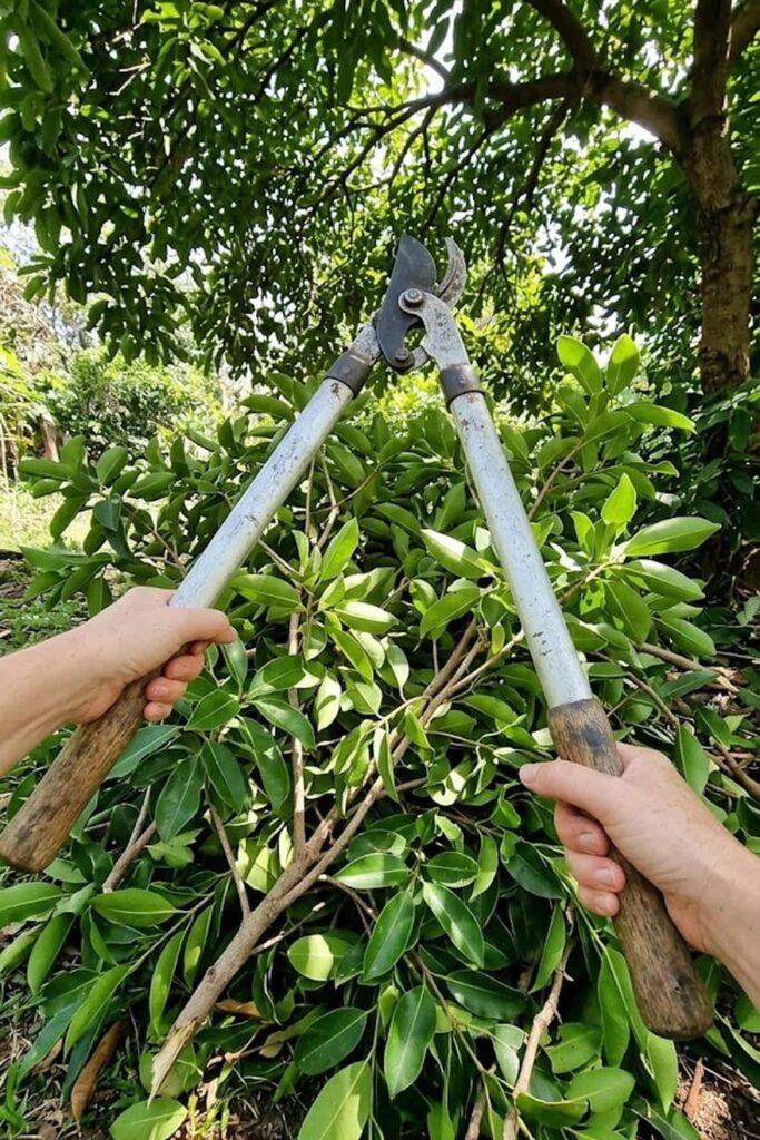 Utilize Sustainable Pruning After the Harvest