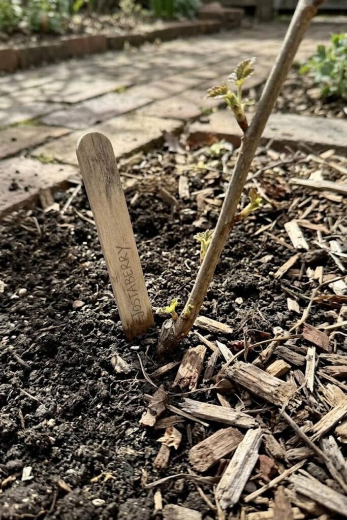Planting Protocols: How to Grow Jostaberry Fruit from Cuttings