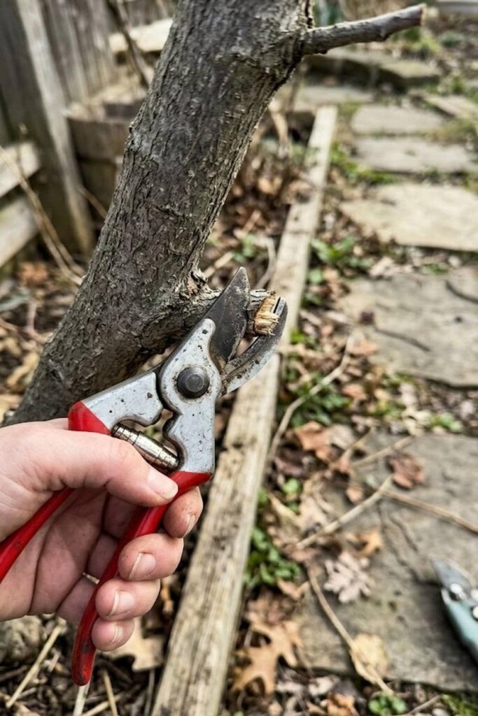 Mastering Pruning for Maximum Berry Production
