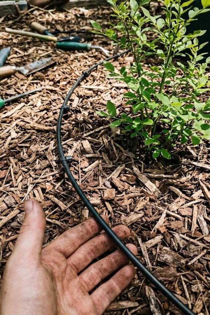 Irrigation Tactics for Root System Protection