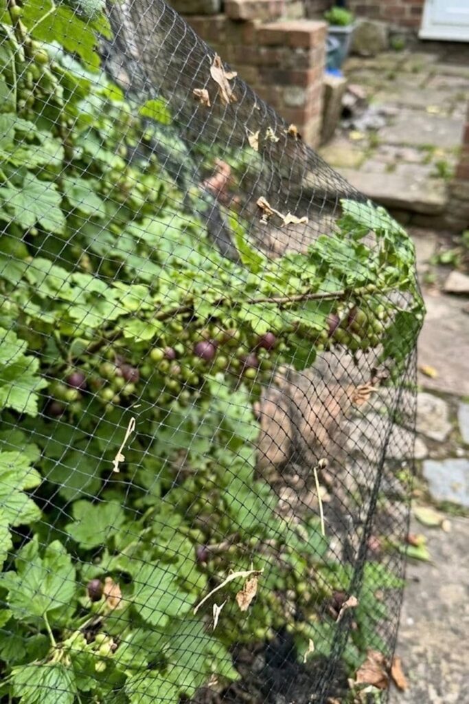 Pest Control and Disease Prevention Without Chemicals