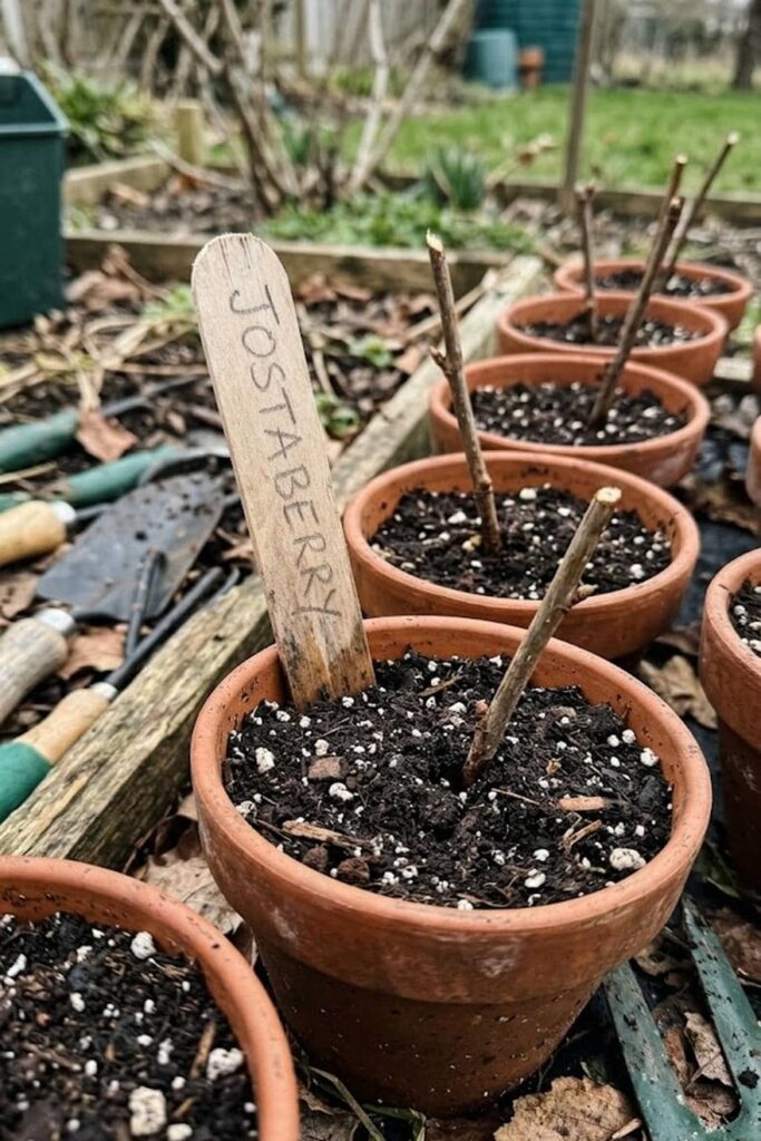 Propagation: Multiplying Your Garden for Free