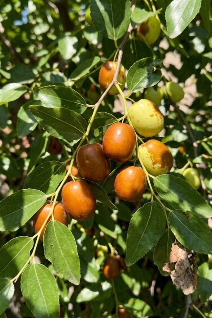 Select the Best Jujube Varieties for Fresh Eating
