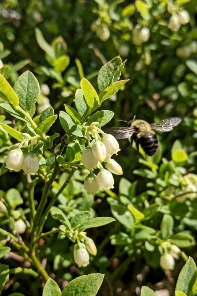 Pollination Support for a Bountiful Summer Harvest