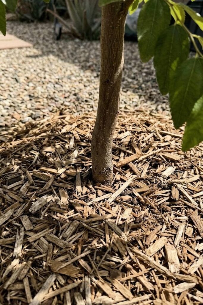 Mulching for Moisture Retention