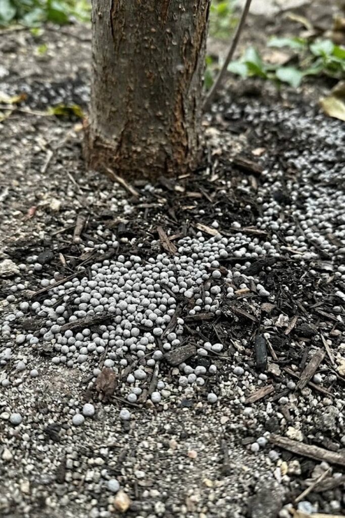 Fertilizing for Nutrient-Dense Fruits