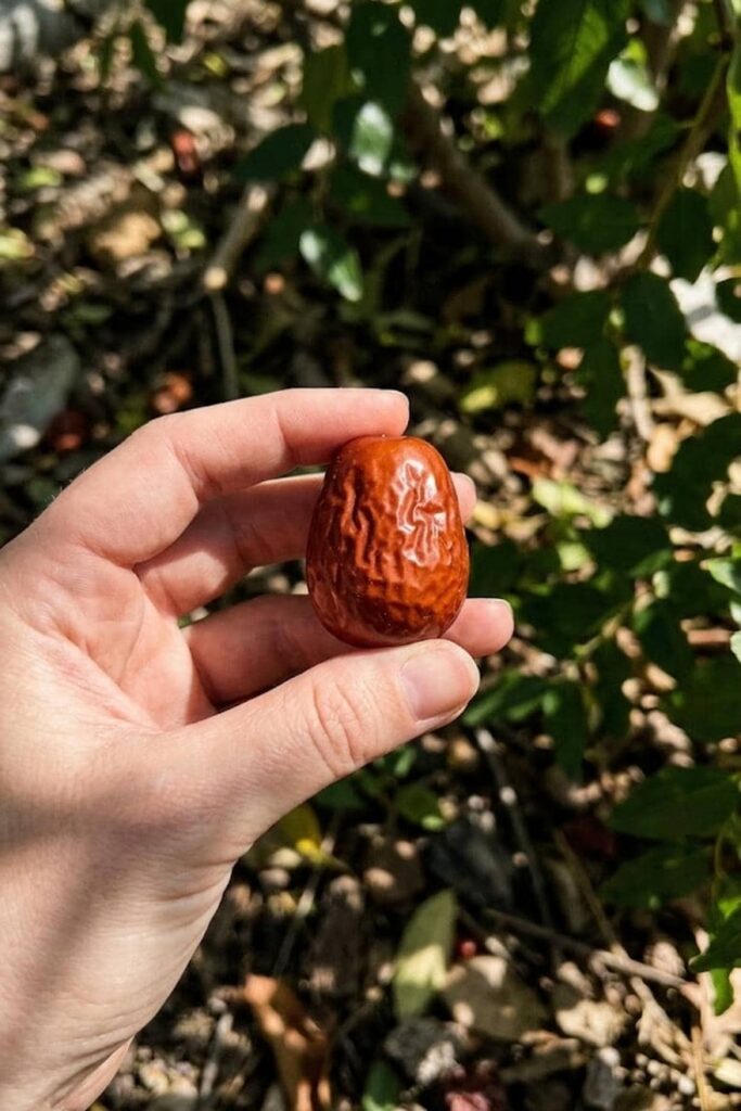 Harvesting and Storage for Peak Flavor
