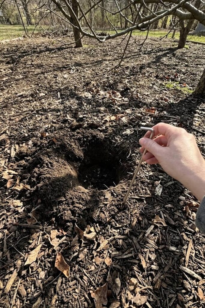 Planning Your Planting Site for Optimal Tree Health