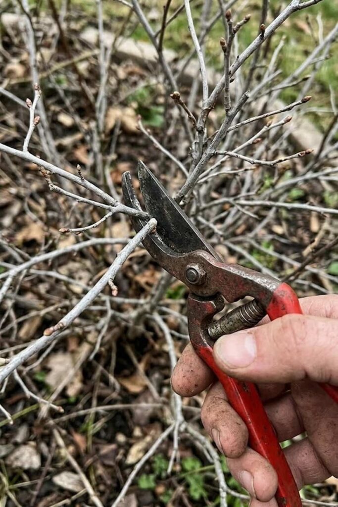 Pruning Techniques for Long-Term Plant Health
