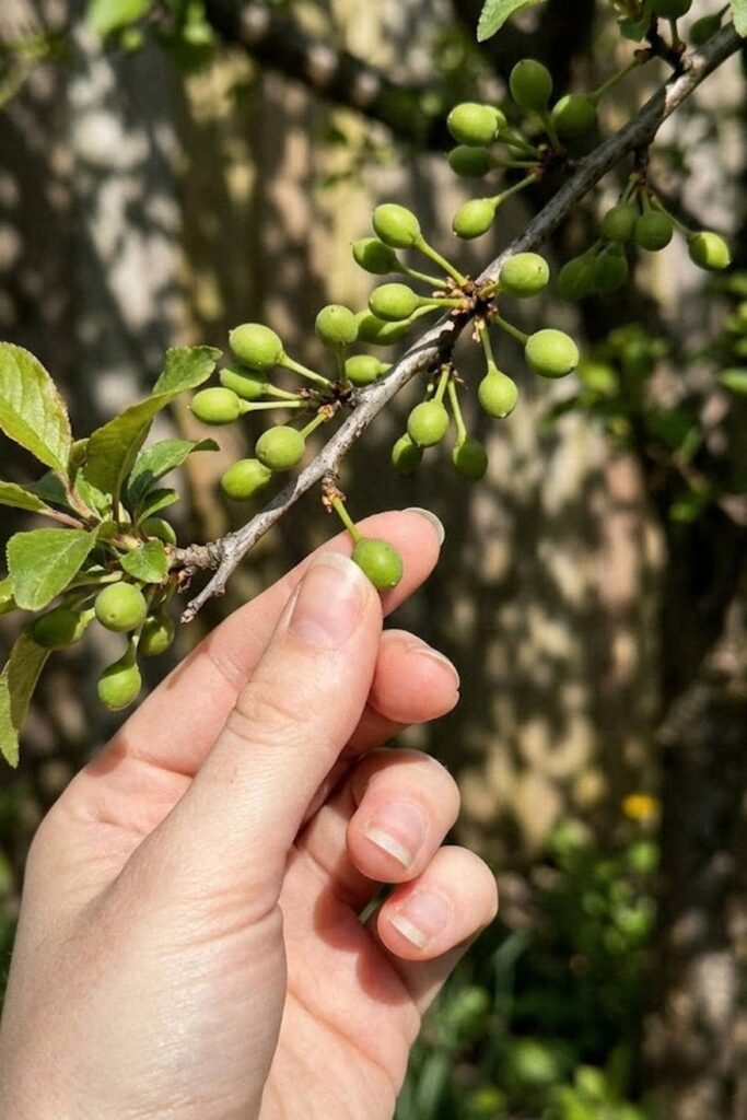 Thinning the Fruit for Larger and Sweeter Plums