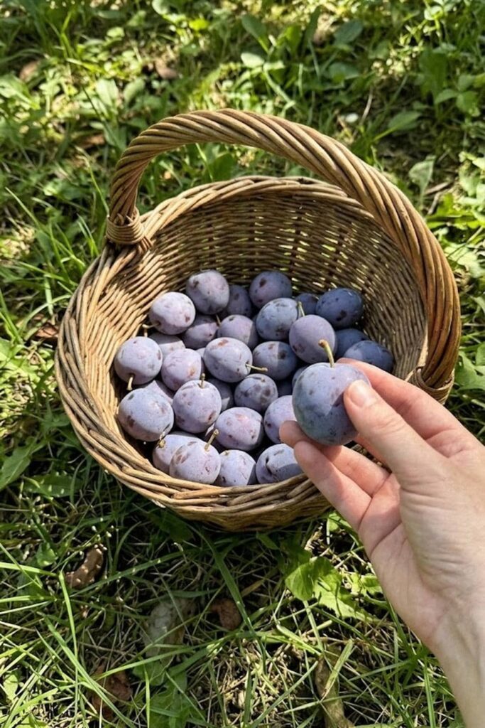Knowing Exactly When to Harvest Your Plums