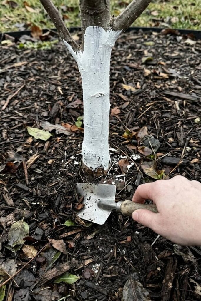 Post-Harvest Care and Winter Dormancy Prep