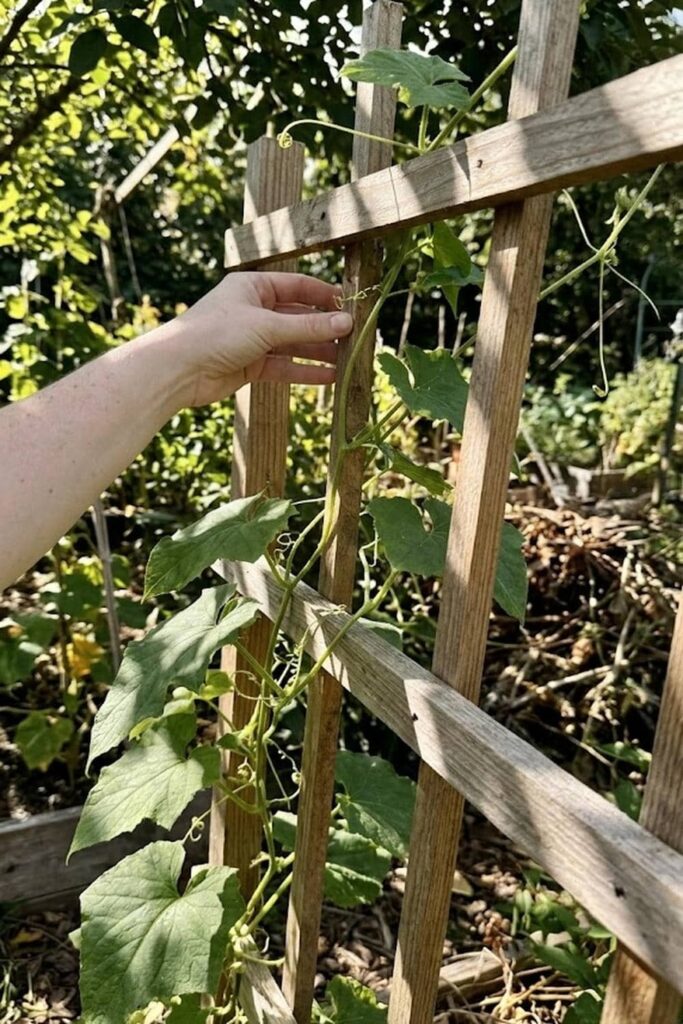 Build a Sturdy Trellis for Vertical Vine Management