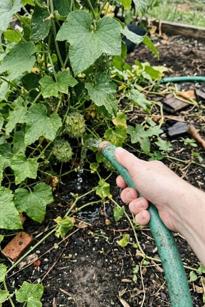 Provide Deep Watering to Prevent Fruit Stress