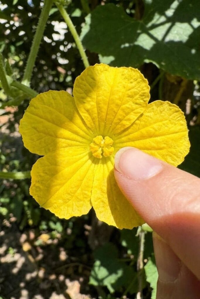 Master the Art of Hand-Pollination