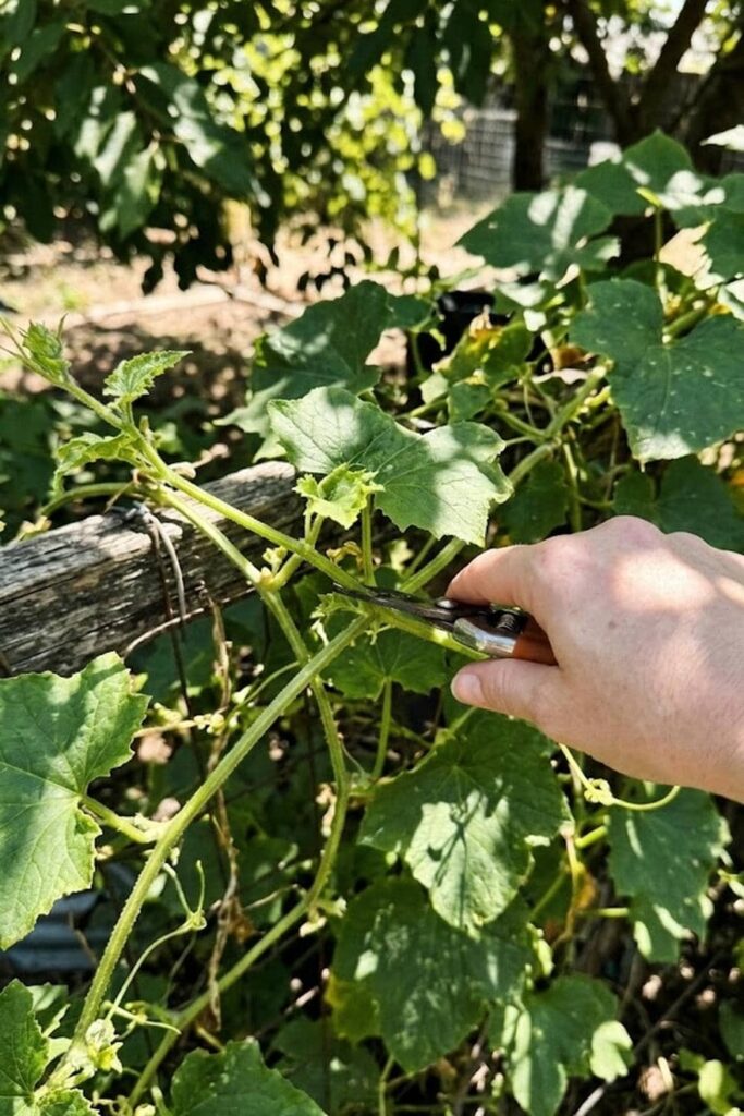 Prune Vines to Focus Energy on Fruit