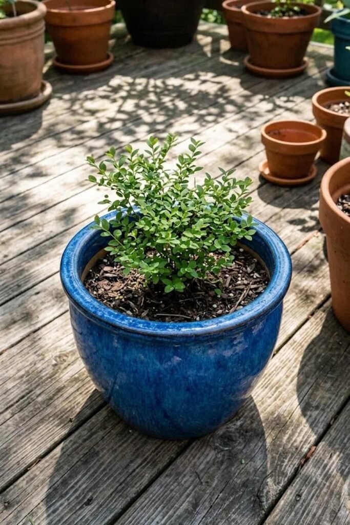 Container Gardening: Huckleberry Care in Small Spaces