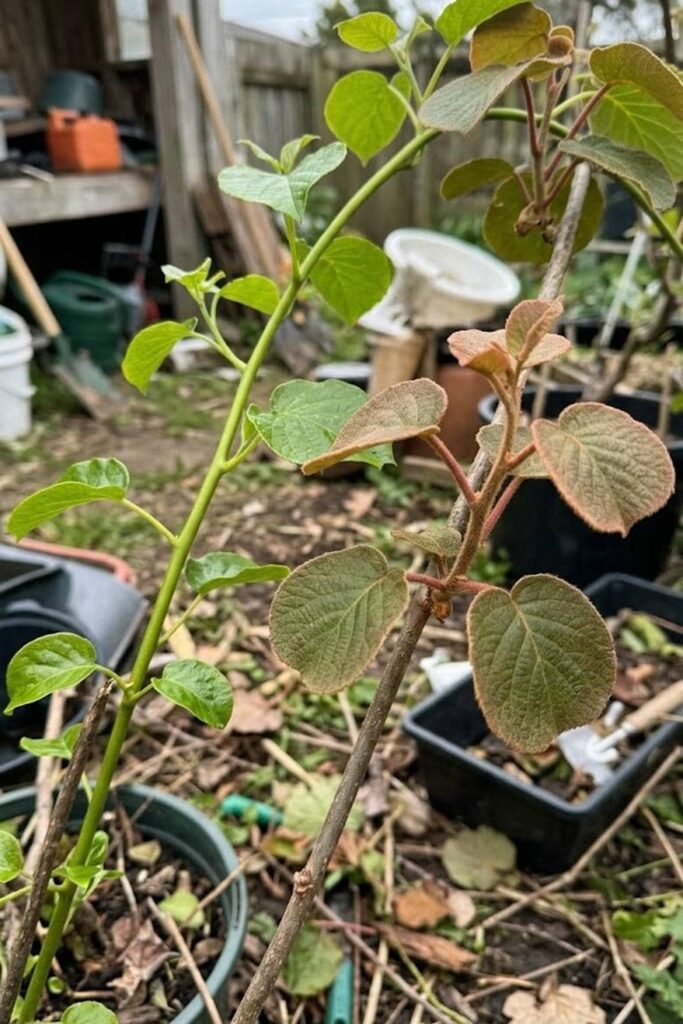 Selecting the Right Variety: Fuzzy vs. Hardy Kiwi Adaptability