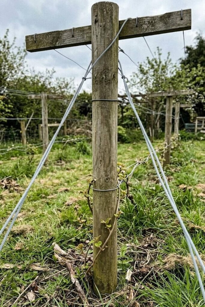 Structural Care: Building a Heavy-Duty T-Bar Trellis System