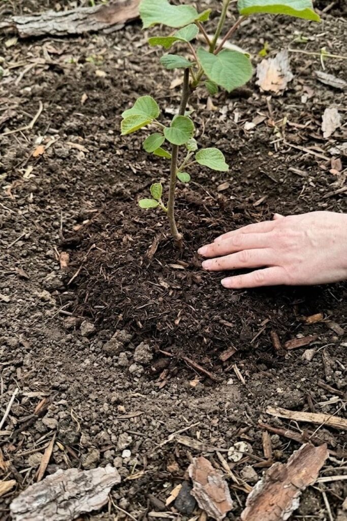 Planting Prevention: Avoiding the Common Root Rot Pitfall