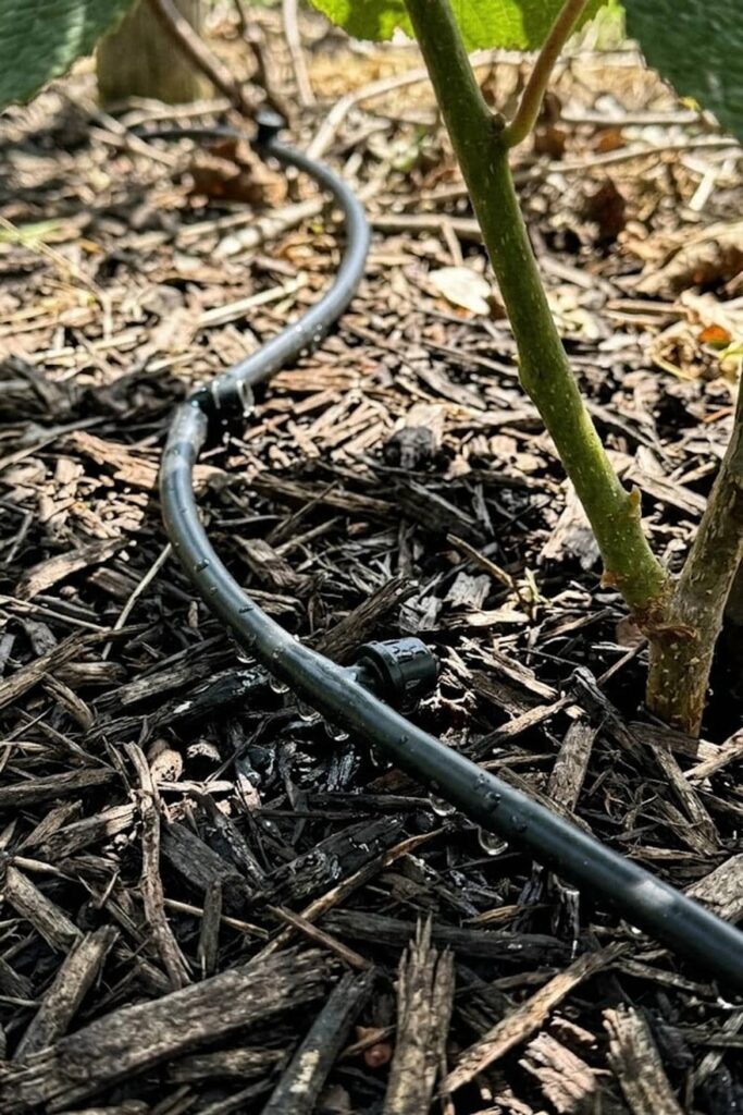 Irrigation Control: Maintaining Consistent Moisture without Sogginess