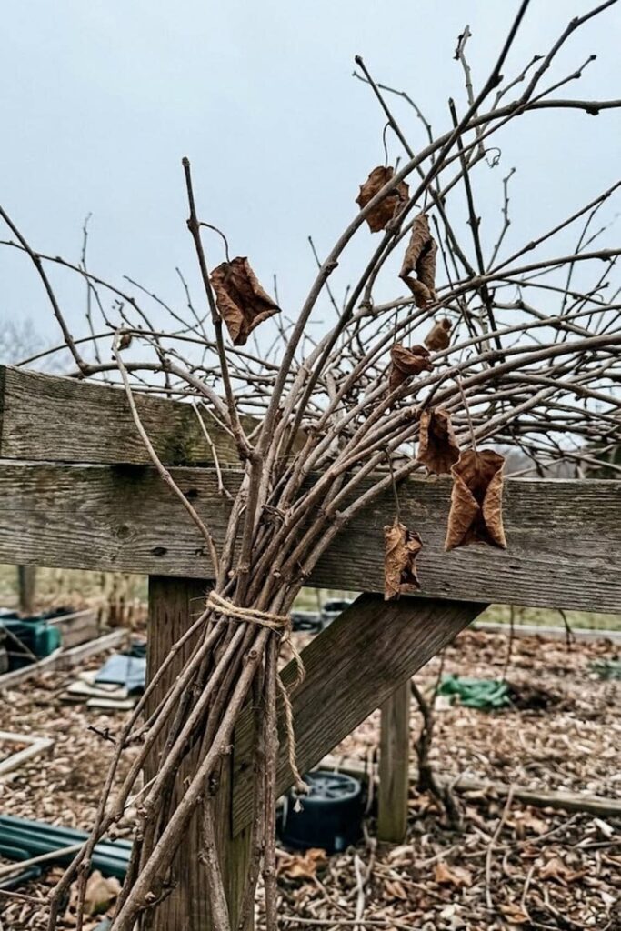 Winter Pruning Techniques for Maximum Fruiting Laterals