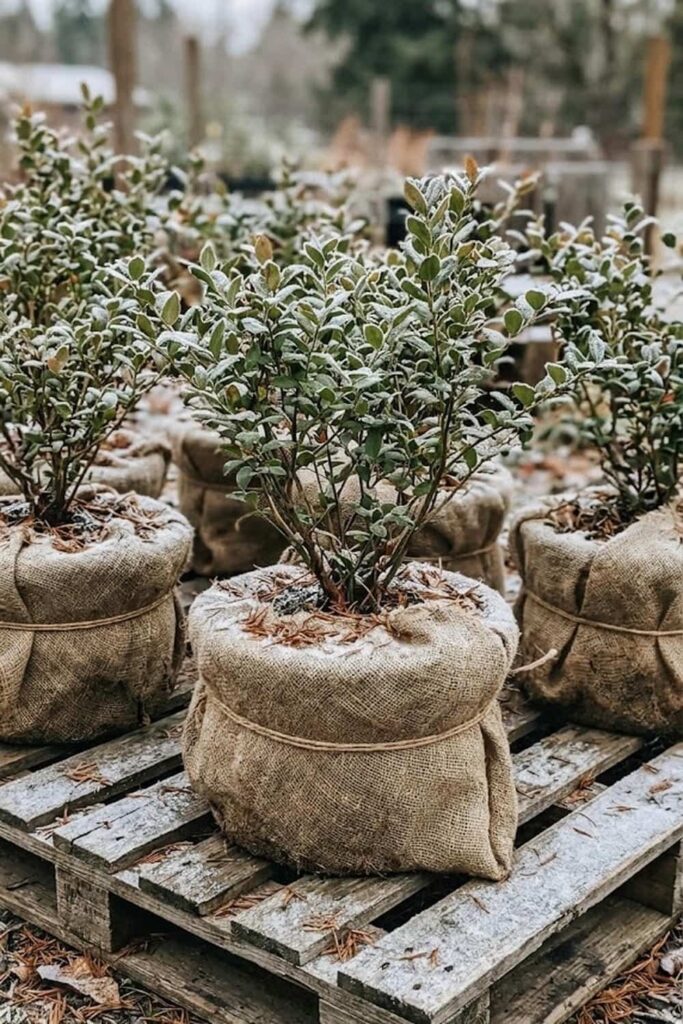 Winter Protection and Dormancy Management