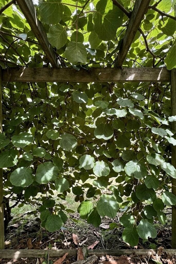 Summer Thinning: Why Canopy Management Matters