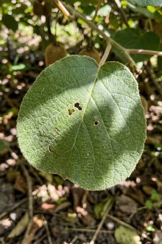 Pest Control: Organic Solutions for Leaf-Eating Insects