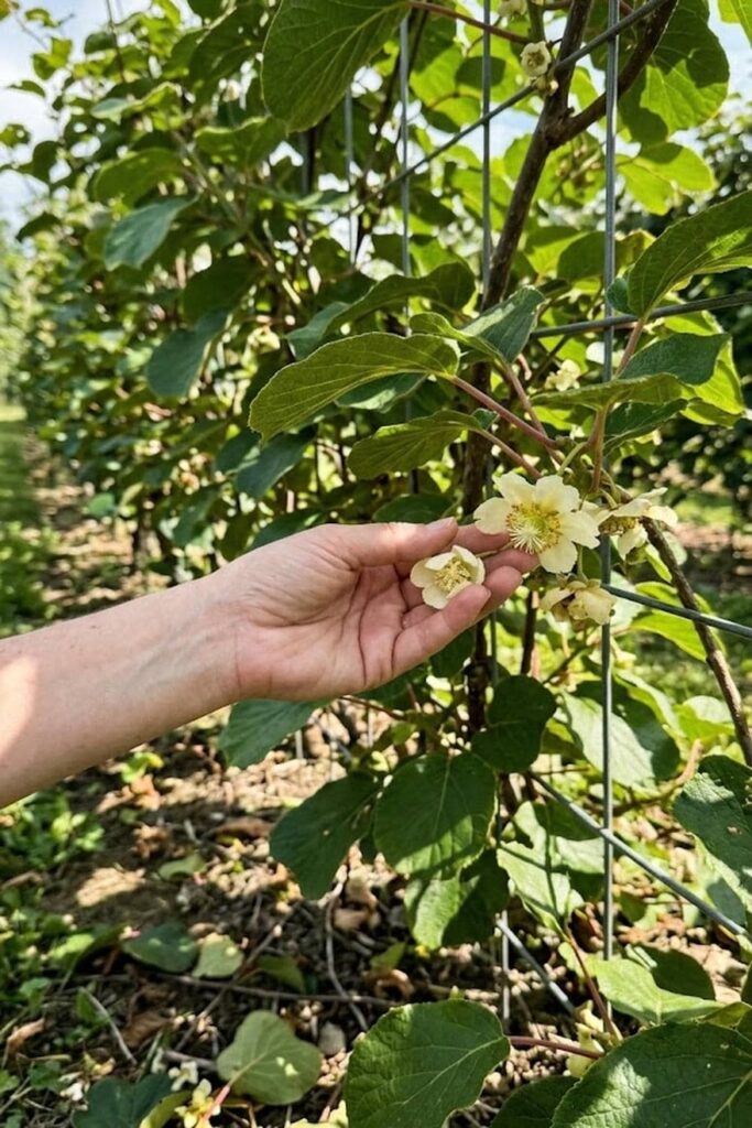 Pollination Success: Managing the 1:8 Male-to-Female Ratio
