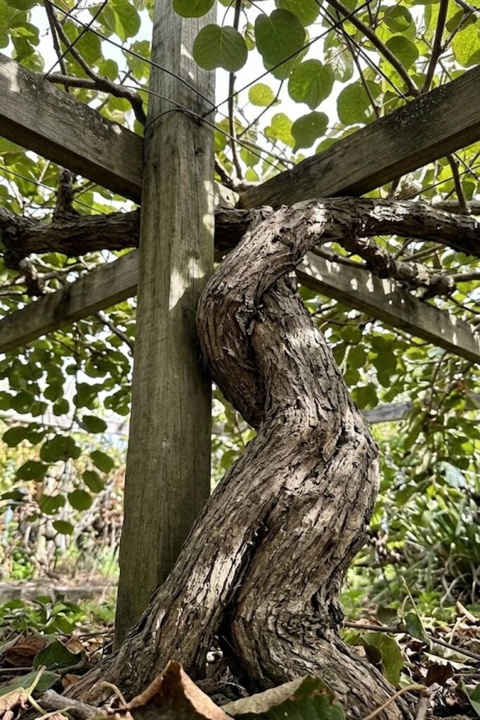 The Wait for Fruit: Managing Expectations for Years 3 to 5