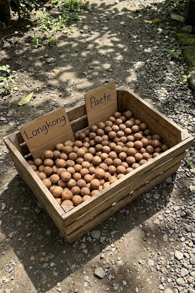 Select the Right Lansium Domesticum Cultivar