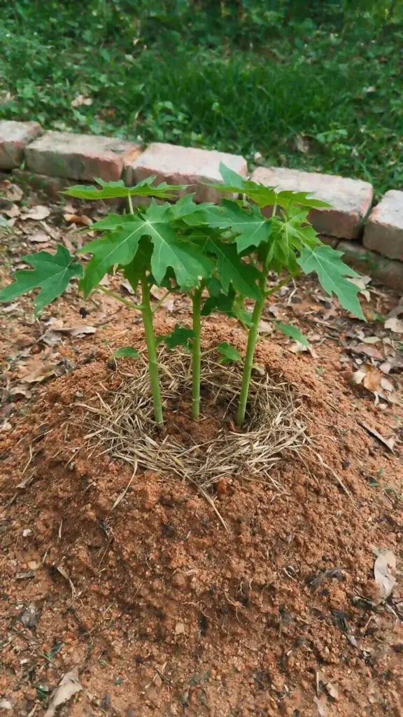 Three young papaya seedlings growing together on a raised soil mound with mulch pulled back