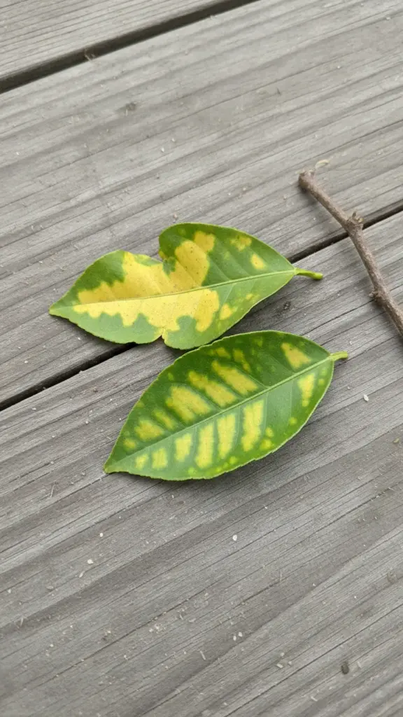 Two citrus leaves compared, one with random blotches and one with even interveinal yellowing